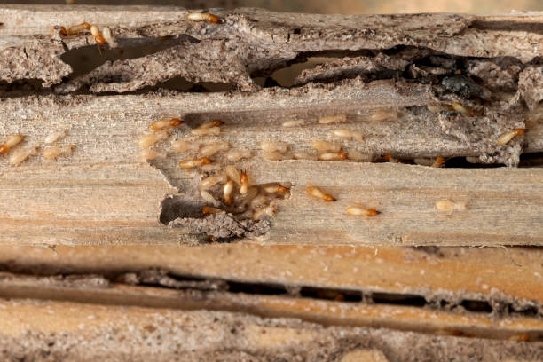 Best Local Pest Control Services  in Gerdine, AL